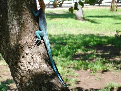 Tree agama