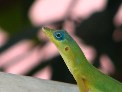 Trinidad anole