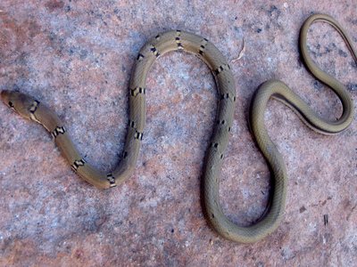 Trinket snake