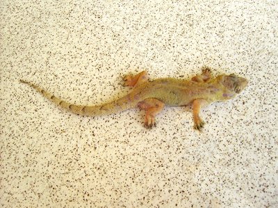 Tropical house gecko