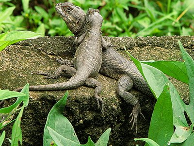 Tropidurus hispidus