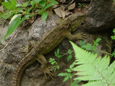 Tuatara