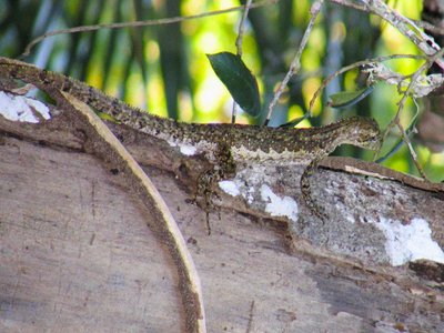 Uakari Lizard