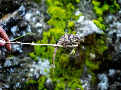Ugandan Chameleon