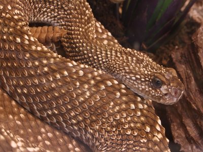 Uracoan Rattlesnake
