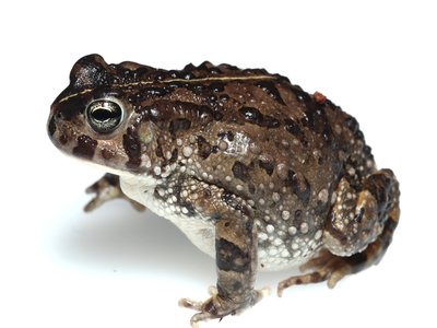 Vandijkophrynus angusticeps