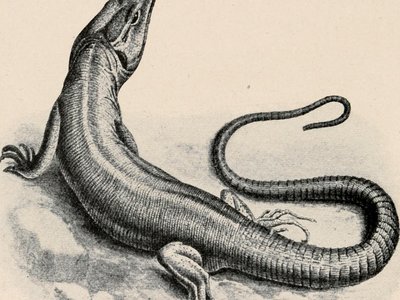 Varanidae Crocodile Lizard