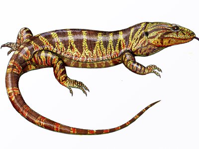 Varanoid Lizard
