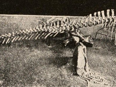 Varanosaurus