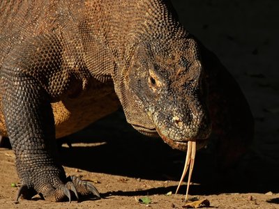 Varanus albigularis