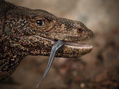 Varanus bengalensis