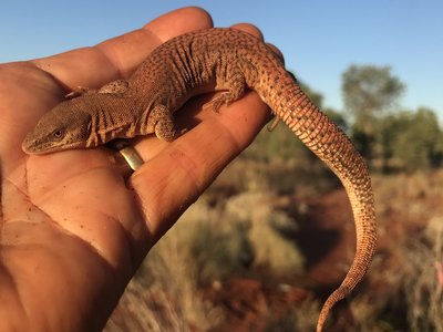 Varanus brevicauda