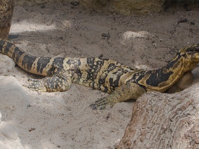 Varanus cumingi