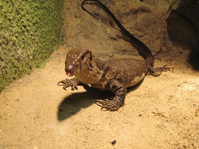 Varanus dumerilii