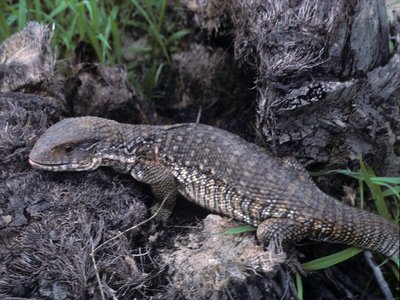 Varanus exanthematicus