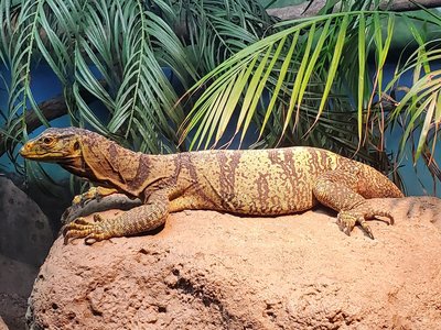 Varanus olivaceus