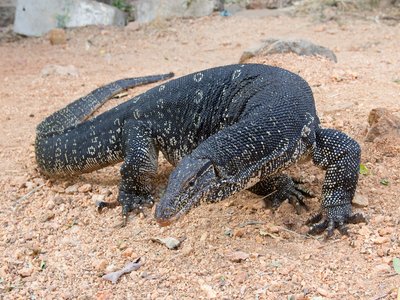 Varanus salvator