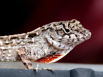 Variable Anole