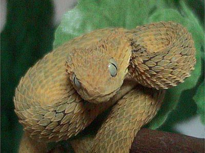 Variable Bush Viper