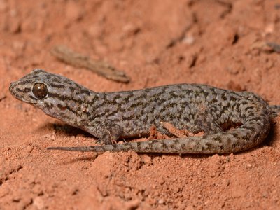 Variegated Gecko