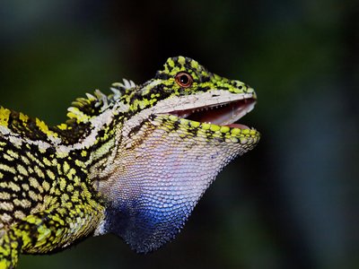 Variegated Lizard