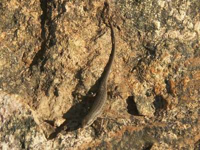 Variegated Skink