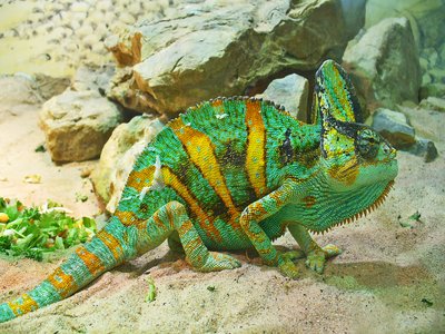 Veiled Chameleon
