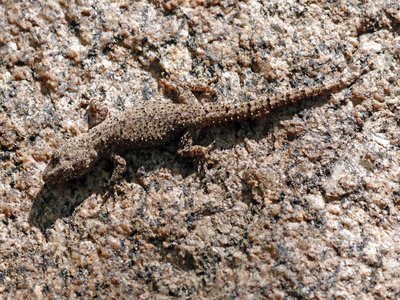 Velvet Gecko