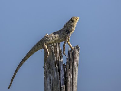 Versicolor Agama