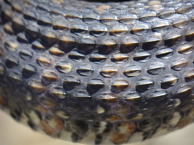 Viet Keeled Snake