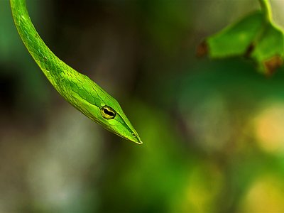 Vine snake