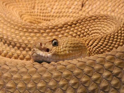 Viper