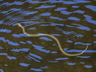 Viperine Snake