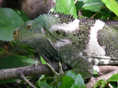 Vitiensis Iguana