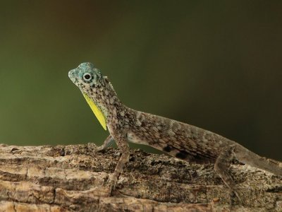 Volans Lizard