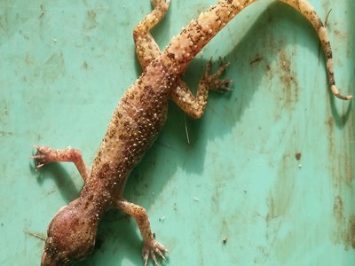 Wall Gecko