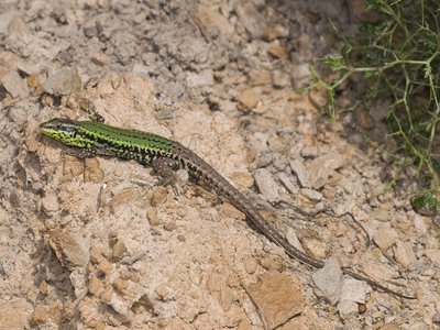 Wall Lizard