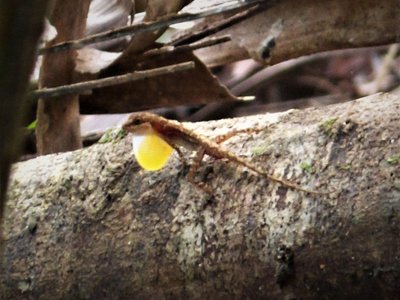 Water Anole