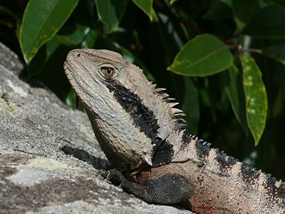 Water Dragon