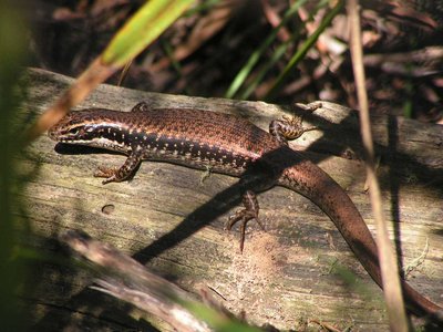 Water Skink