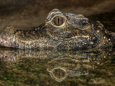 West African Dwarf Crocodile
