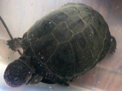 West African Mud Turtle