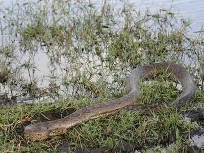 West African Rock Python