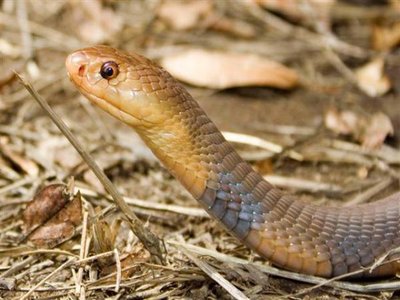 West African Spitting Cobra