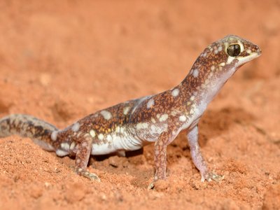 Western Beaked Gecko