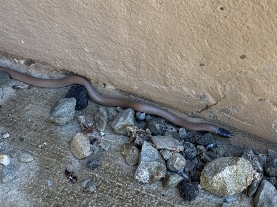 Western Blackhead Snake