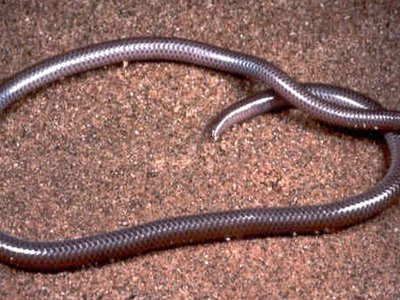 Western Blind Snake