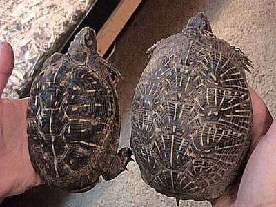 Western Box Turtle