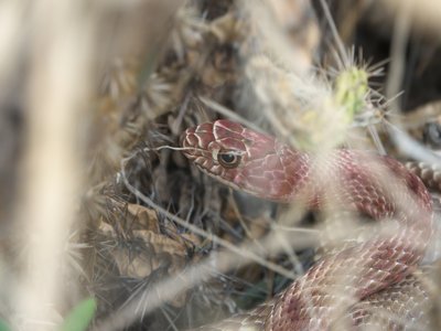 Western Coachwhip