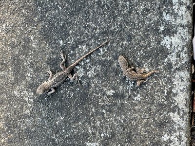 Western Fence Lizard